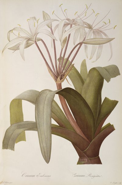 Crinum Erubescens ou Crinum Rougeâtre, de 